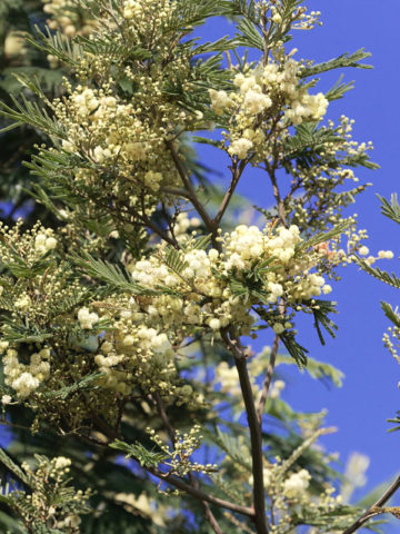 Alternative view of Flat-Top Acacia Tree (acacia abyssinica)