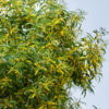 Flowering Ear-leaf Acacia Tree (acacia auriculiformis)