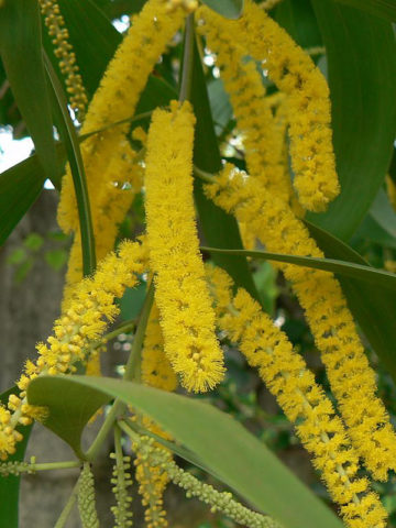 Alternative view of Flowering Ear-leaf Acacia Tree (acacia auriculiformis)