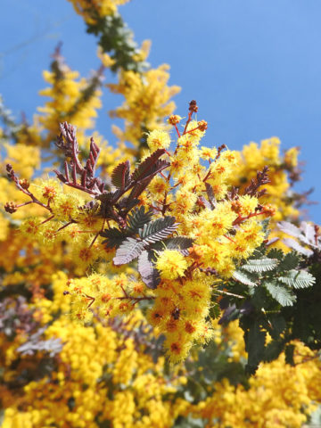 Alternative view of Purple Fernleaf Acacia Bush (acacia baileyana purpurea)
