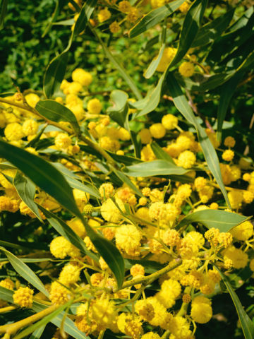Alternative view of Hawaiian Acacia Confusa Root Bark Tree (acacia confusa)