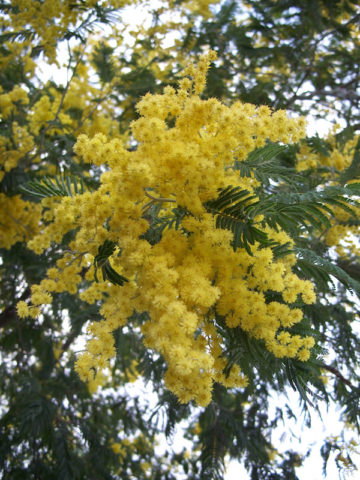 Alternative view of Silver Golden Mimosa Tree (acacia dealbata)