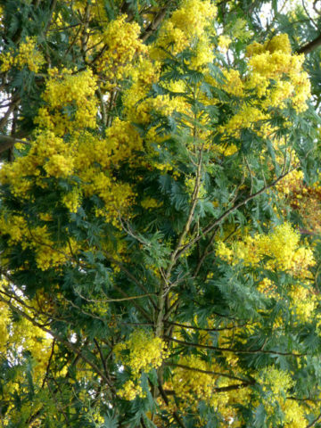 Alternative view of Sydney Gold Acacia Tree (acacia decurrens)
