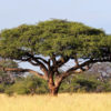 Zimbabwe Giraffe Thorn Tree (acacia erioloba)