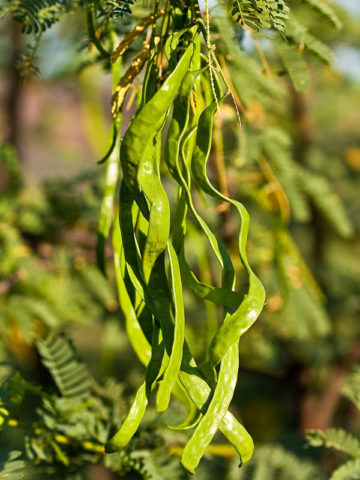 Alternative view of Yellow Puff Sweet Acacia Tree (acacia farnesiana)