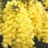 Yellow Puff Sweet Acacia Tree (acacia farnesiana)