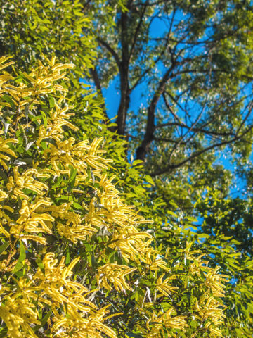Alternative view of Queensland Long-leaf Acacia Shrub (acacia longifolia sophorae)