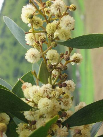 Alternative view of Flowering Australian Blackwood Tree (acacia melanoxylon)