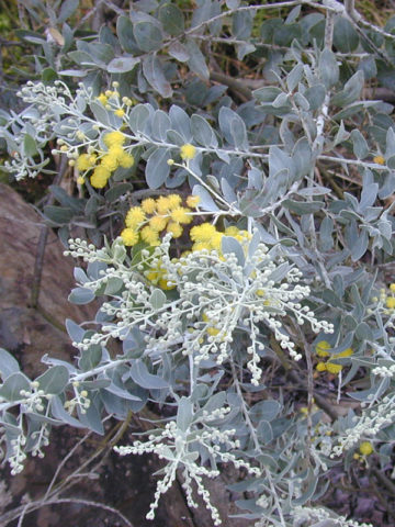Alternative view of Blue Pearl Acacia Tree (acacia podalyriifolia)