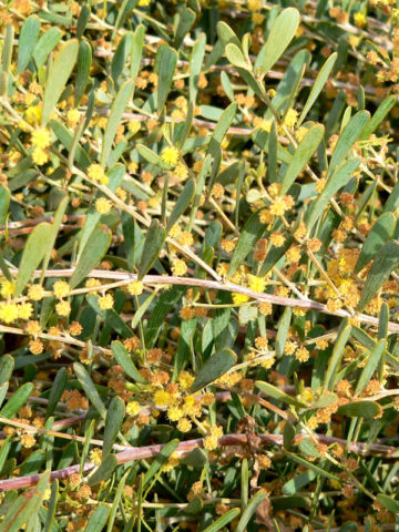 Alternative view of Low Desert Shag Shrub (acacia redolens)