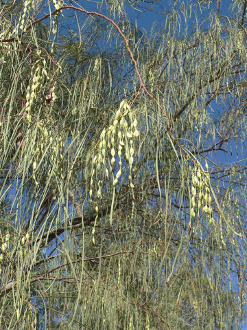 Alternative view of Weeping Shoestring Tree (acacia stenophylla)