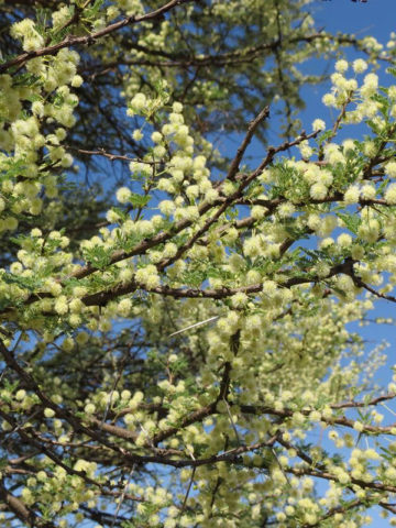 Alternative view of Desert Umbrella Acacia Tree (acacia tortilis)