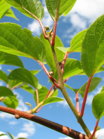 Alternative view of Large Fuzzy Kiwi Veronica Female Plant (actinidia deliciosa)