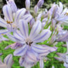 Blue Striped Lily Of The Nile Plant (agapanthus africanus)