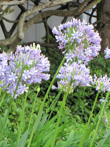 Alternative view of Blue Striped Lily Of The Nile Plant (agapanthus africanus)