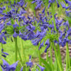 Storm Cloud Lily Of The Nile Plant (agapanthus africanus)