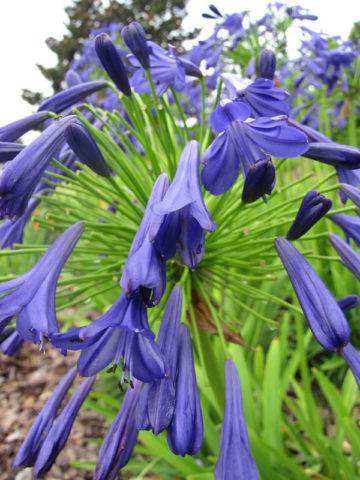 Alternative view of Storm Cloud Lily Of The Nile Plant (agapanthus africanus)