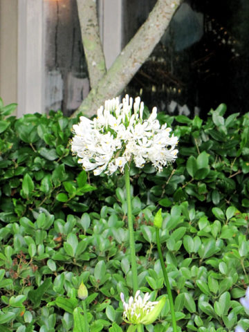Alternative view of White Heaven Lily Of The Nile Plant (agapanthus)