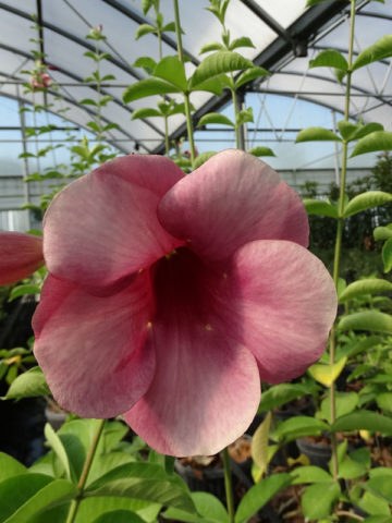 Alternative view of Allamanda Cherries Jubilee Plant