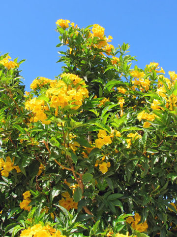 Alternative view of Allamanda Yellow Trumpet Bush