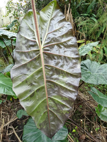 Alternative view of Lg. Archetype Paisley Elephant Ear Plant (alocasia sp)