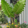Lg. Boa Giant Elephant Ear Plant (alocasia sp)
