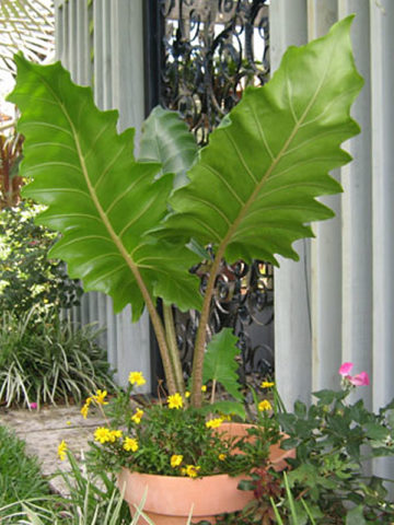 Lg. Boa Giant Elephant Ear Plant (alocasia sp)