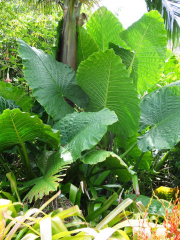Alternative view of Lg. Giant Borneo King Elephant Ear Plant (alocasia sp)