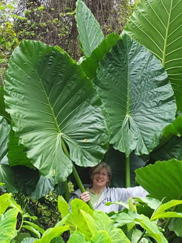Alternative view of Lg. Persian Palm Elephant Ear Plant (alocasia calidora)