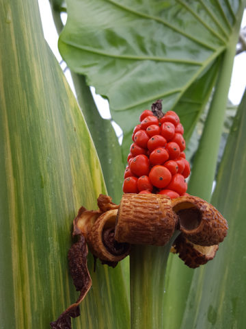 Alternative view of Lg. Variegated Persian Elephant Ear Plant (alocasia calidora)