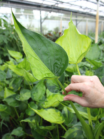 Alternative view of Banana Split Elephant Ear Plant Starter Plant (alocasia cucullata)
