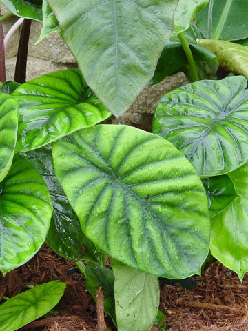 Alternative view of Lg. Green Shield Elephant Ear Plant (alocasia sp)