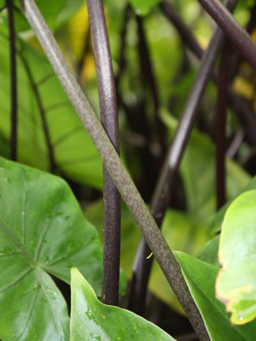Alternative view of Lg. Black Stem Elephant Ear Plant (alocasia macrorrhiza)
