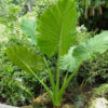 Lg. Giant Tropic Elephant Ear Plant (alocasia macrorrhiza)