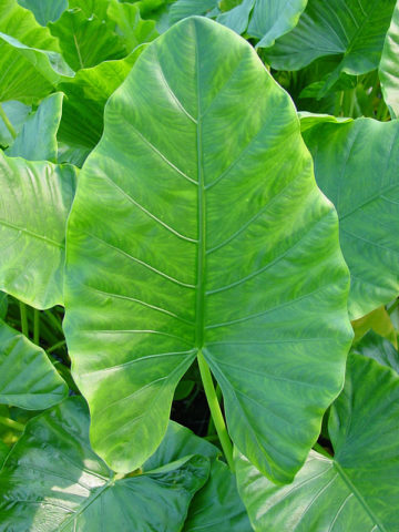 Alternative view of Lg. Giant Tropic Elephant Ear Plant (alocasia macrorrhiza)
