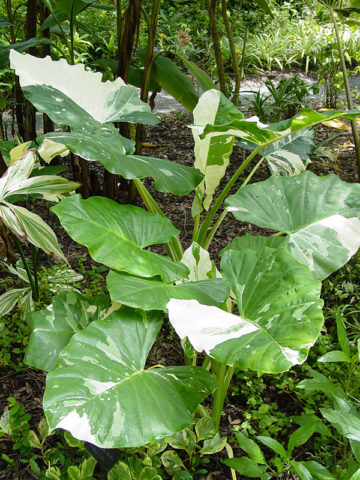 Alternative view of Lg. Max Variegata Elephant Ear Plant (alocasia macrorrhiza)
