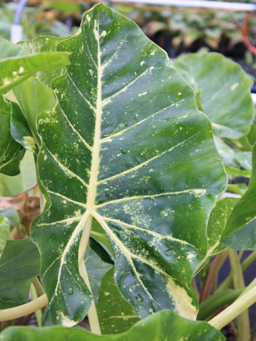 Alternative view of Lg. New Guinea Gold Elephant Ear Plant (alocasia sp)