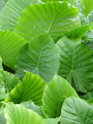Alternative view of Lg. Maui Wowie Elephant Ear Plant (alocasia odora)