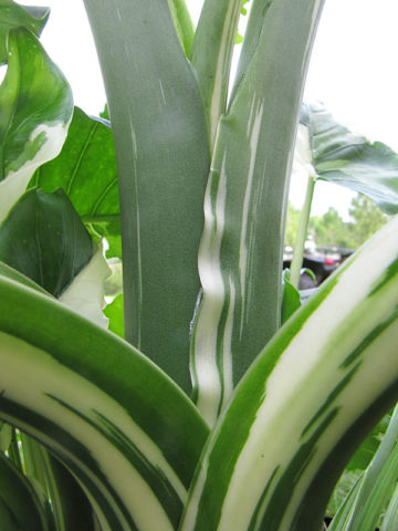 Alternative view of Lg. Okinawa Silver Elephant Ear Plant (alocasia odora)