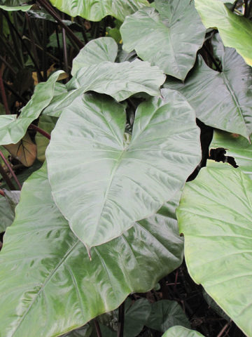 Alternative view of Lg. Purple Passion Elephant Ear Plant (alocasia plumbae)