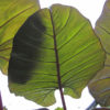 Lg. Purple Passion Elephant Ear Plant (alocasia plumbae)