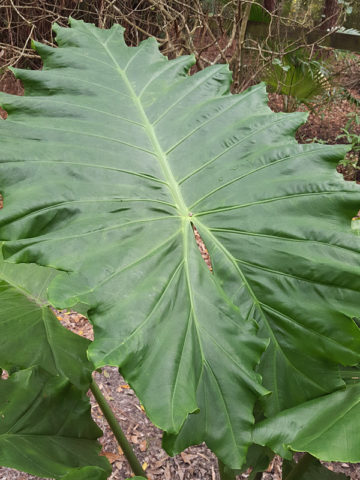 Alternative view of Lg. Cold Hardy Giant Elephant Ear Plant (alocasia portidora)