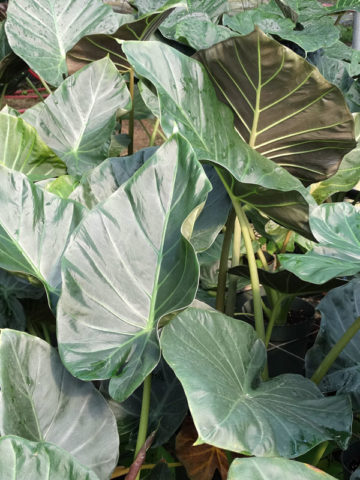 Alternative view of Lg. Regal Shields Elephant Ear Plant (alocasia sp)