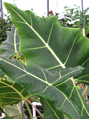 Alternative view of Lg. Tahitian Arrow Elephant Ear Plant (alocasia sarian)