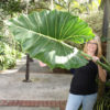 Lg. Tahitian Arrow Elephant Ear Plant (alocasia sarian)