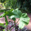 Stingray Elephant Ear Starter Plant (alocasia)