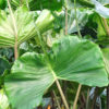 Lg. Stingray Elephant Ear Plant (alocasia sp)
