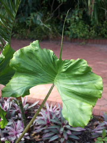 Alternative view of Lg. Stingray Elephant Ear Plant (alocasia sp)