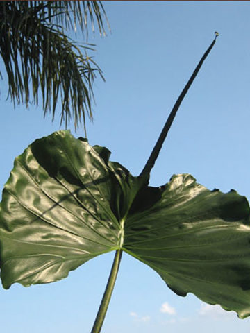 Alternative view of Stingray Elephant Ear Starter Plant (alocasia)