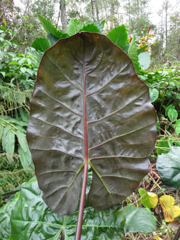 Alternative view of Lg. Purple Umbrella Elephant Ear Plant (alocasia wentii)